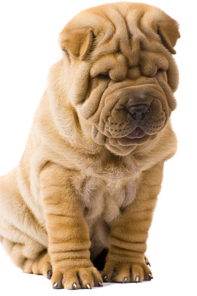 Sharpei狗
