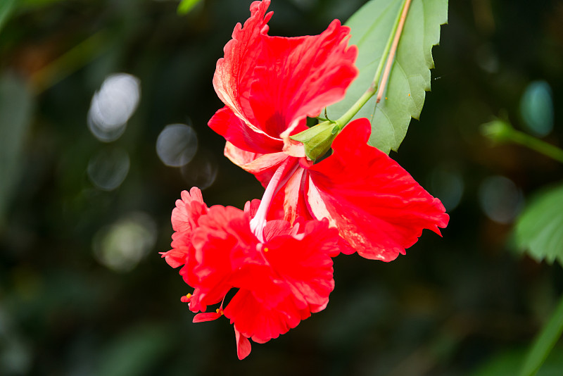 参观以色列的芙蓉农场