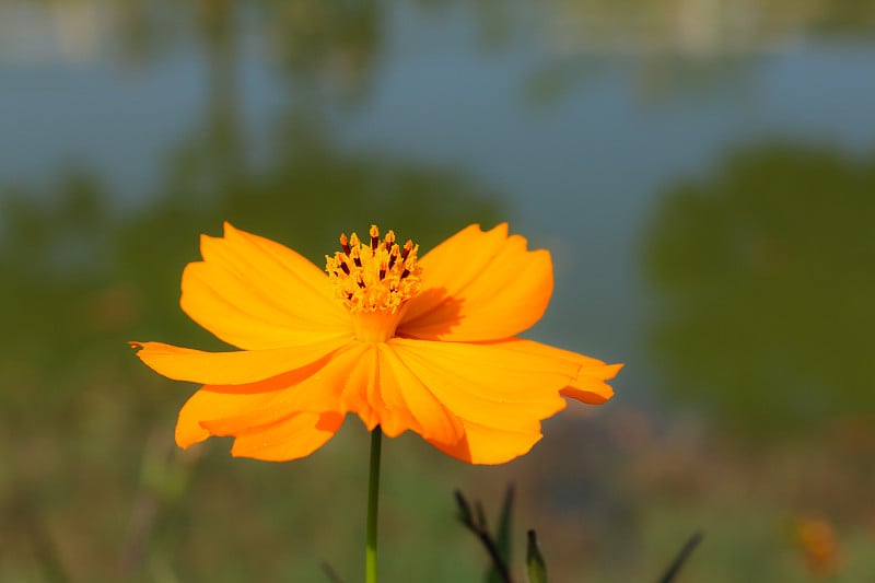 花园里的黄色宇宙花