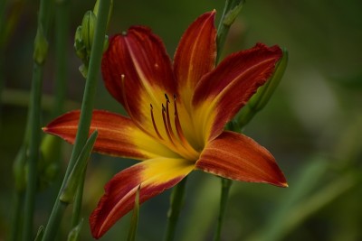 橙色的黄花菜花
