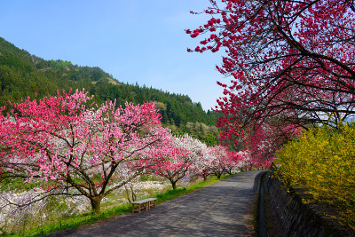 日本长野，池山温泉，桃花盛开