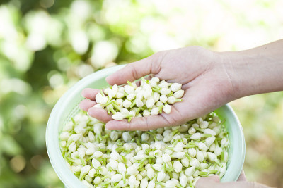 手捧茉莉花