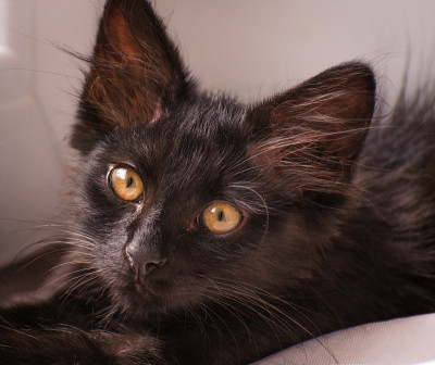 小猫