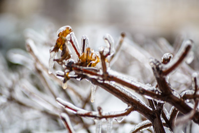 冻雨，霜冻时不下雪