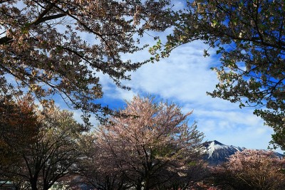 岩手山和樱花