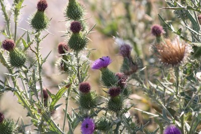 牛蓟(Cirsium vulgare)