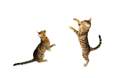 孟加拉猫玩