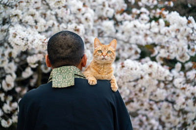 和尚抱着一只猫在樱花下