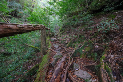 屋久岛的森林