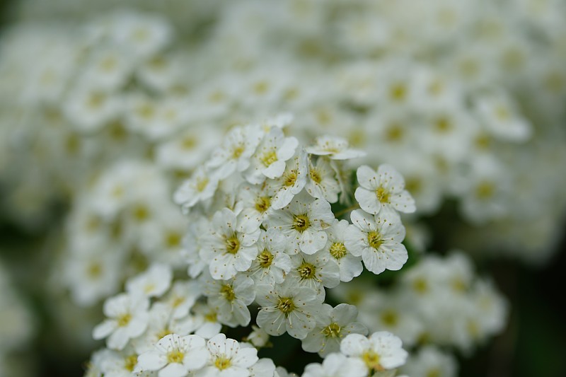 迷你白花，绿叶