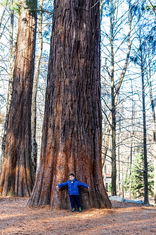 在蒙特塞尼山的一棵红杉旁