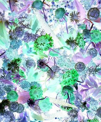 幻想的花