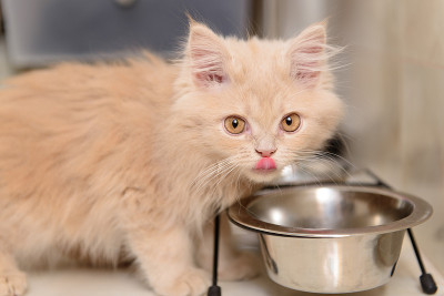 小猫吃食物