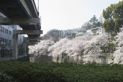 樱花