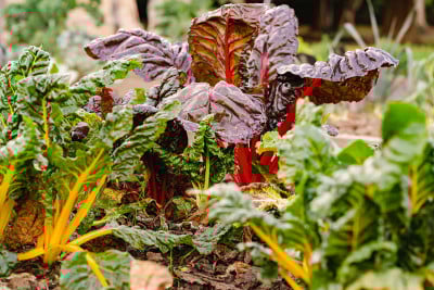瑞士甜菜(甜菜vulgaris)在农村的菜园中种植的和有机的。