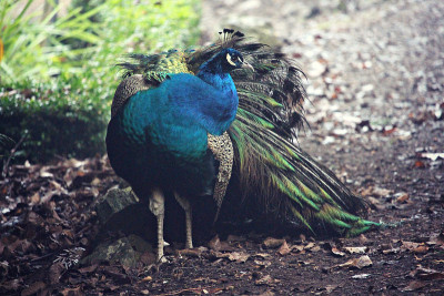 Peackock