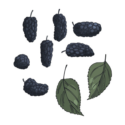 手绘桑树。素描图