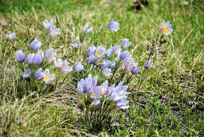 野生草原磨粉