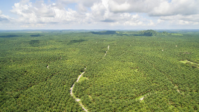 棕榈油种植园