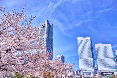 樱桃树和高层建筑