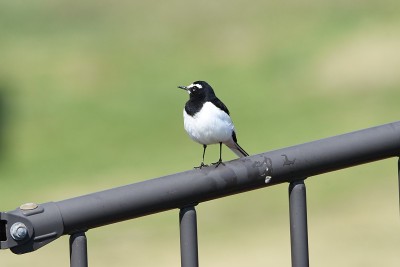 日本鹡鸰