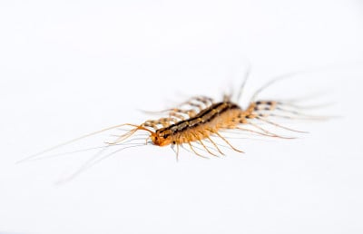 捕蝇草。Scutigera coleoptrata。蜈蚣捕蝇器，昆虫捕食者