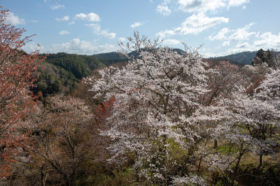 吉野山的樱花