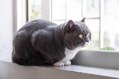 灰色的英国短毛猫
