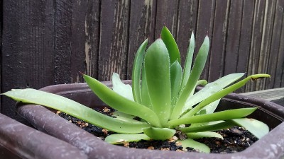 芦荟