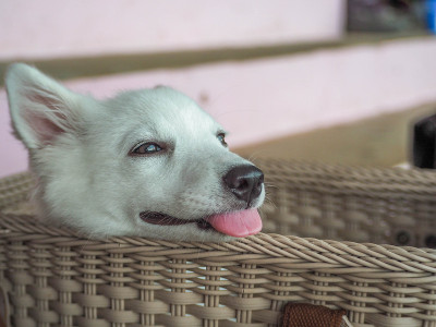 狗