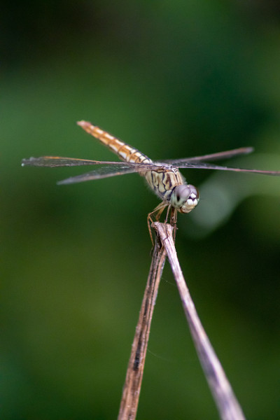 污染Brachythemis