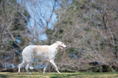 Borzoi