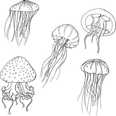 套海蜇线，海洋素描