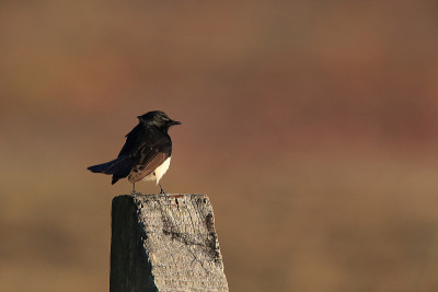 Willie Wagtail (rhiidura leucophrys)澳大利亚昆士兰