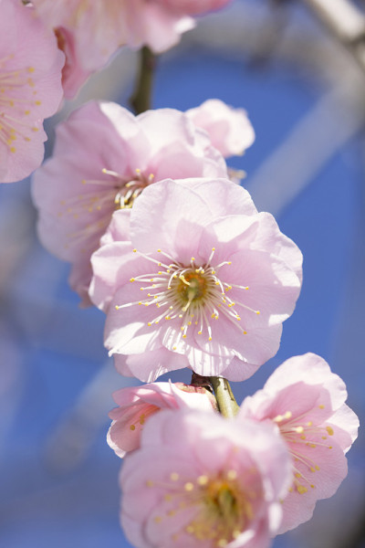 梅花特写