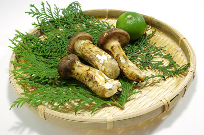 日本松茸蘑菇