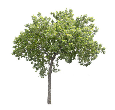 树在春天
