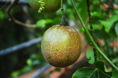 selective focus of Green passion fruit on a blurre