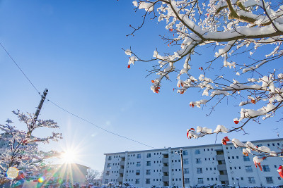 横滨郊外的城镇和路边的树木在早晨下雪的时候