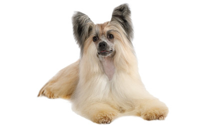 中国冠毛犬的狗