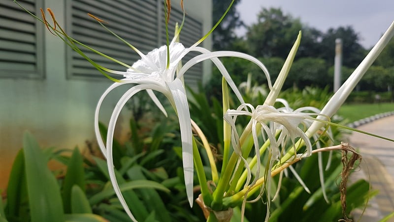 水萼花，白色的花，绿色的背景