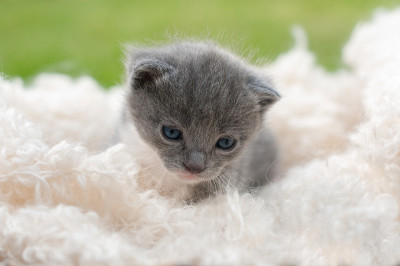 小猫