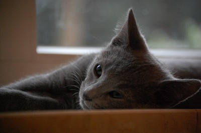 浅蓝色Kitten.7