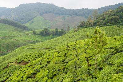 印度芒纳的茶园