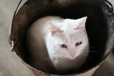 可爱的白猫坐在脏桶里。有趣的小猫与蓝色斜眼，粉红色的鼻子和蓬松的胡子