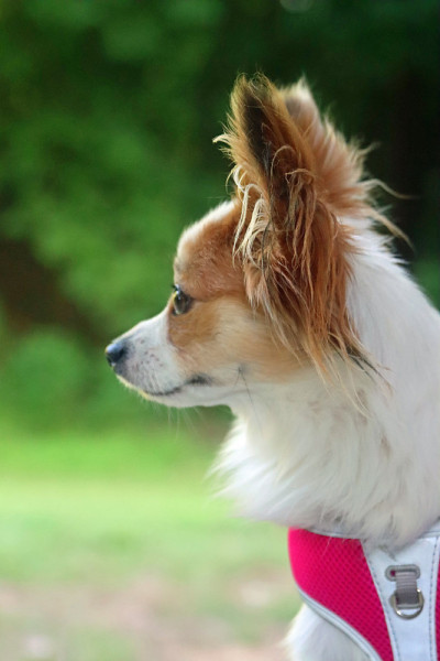 幼小的蝶耳犬，侧身，红白相间，在户外嬉戏