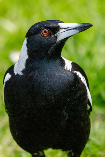 Australasian Magpie in New Zealand