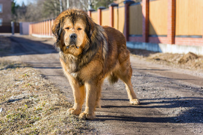 犬种藏獒