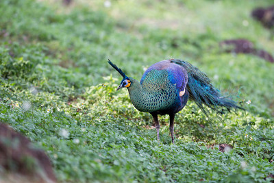 成年雄性绿孔雀或爪哇孔雀(Pavo muticus)