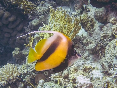 红海旗鱼